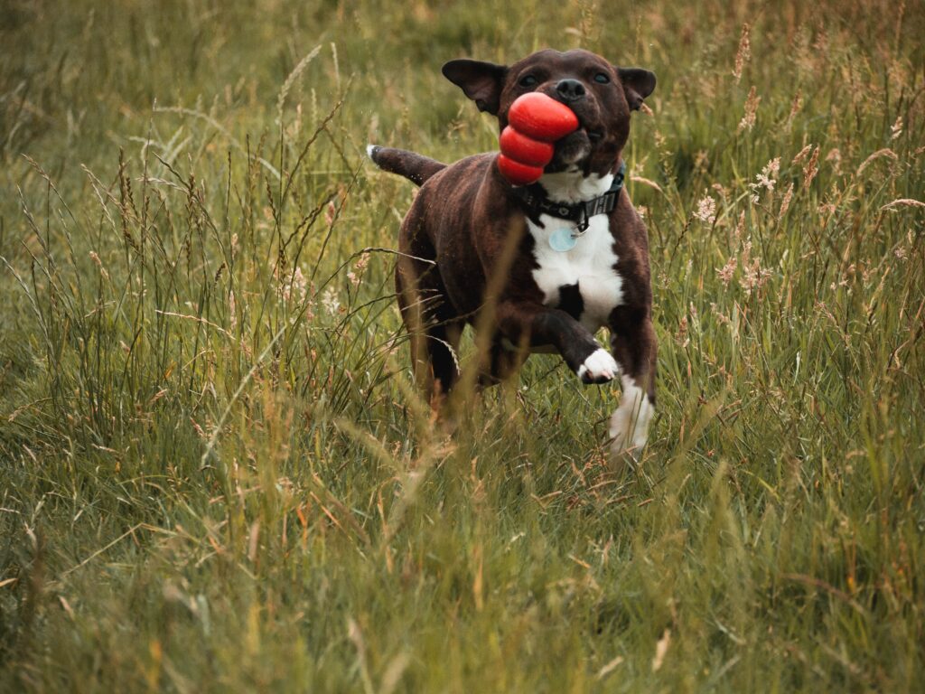 Pet Sitter Dog Cat Sitting Farm Loveland Colorado Pet Sitting and Care By Emily